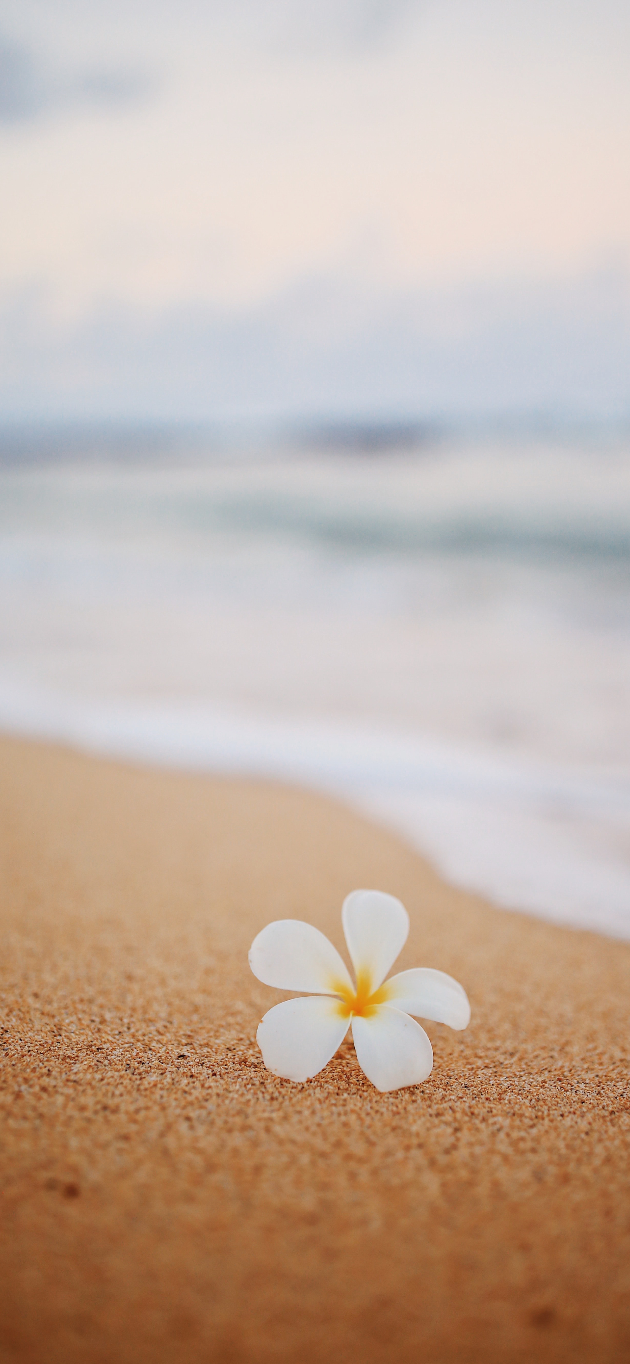 ハワイのワイキキビーチ 白い花 Iphone 14 Plus 壁紙 待ち受け スマラン