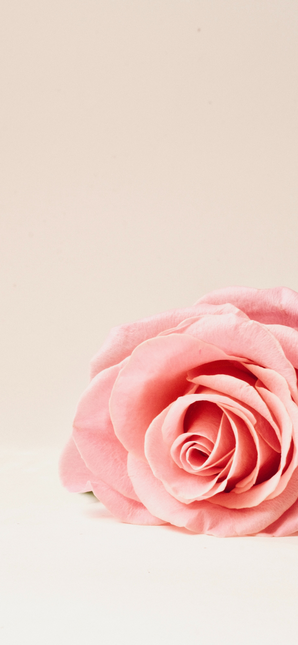 淡いピンクの薔薇 Iphone 14 Pro 壁紙 待ち受け スマラン