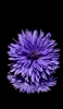 📱花びらの多い紫の花 iPhone 14 Pro 壁紙・待ち受け