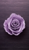 📱茶色のフロアー 薄い紫の薔薇 iPhone 14 Pro 壁紙・待ち受け