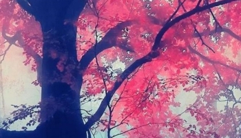 📱赤い葉の大木 iPhone 14 壁紙・待ち受け