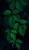 📱綺麗な緑の葉 iPhone 14 Pro 壁紙・待ち受け