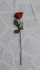 📱赤い薔薇と書類 iPhone 14 壁紙・待ち受け