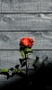 📱黒い木の板と赤い薔薇 iPhone 14 壁紙・待ち受け