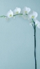 📱壁と白い花 iPhone 14 Pro 壁紙・待ち受け