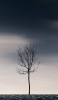 📱黒い空 冬の木漏れ日 iPhone 14 Pro 壁紙・待ち受け