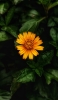 📱緑の葉と黄色い花 iPhone 14 壁紙・待ち受け
