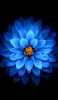 📱花弁の多い綺麗な青い花 iPhone 14 Plus 壁紙・待ち受け