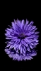 📱花弁の多い薄紫の花 iPhone 14 Pro Max 壁紙・待ち受け