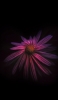 📱黒の背景 品のあるピンクの花 iPhone 14 Pro Max 壁紙・待ち受け