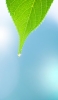📱美しい緑の葉と水滴 iPhone 14 Plus 壁紙・待ち受け