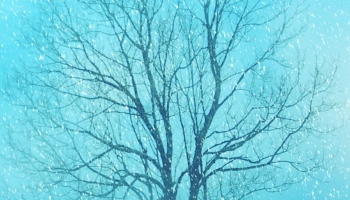 📱枯れ木と雪 iPhone 14 Plus 壁紙・待ち受け