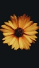 📱花弁の多い黄色い花 iPhone 14 Plus 壁紙・待ち受け