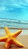 📱海 砂浜に刺さっているオレンジの大きなヒトデ iPhone 14 Plus 壁紙・待ち受け