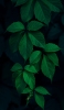 📱美しい緑の葉 iPhone 14 Plus 壁紙・待ち受け