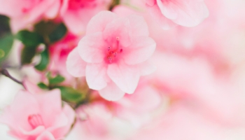 📱淡いピンクの桜 4月 Redmi Note 10T 壁紙・待ち受け