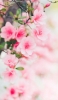 📱淡いピンクの桜 4月 iPhone 14 Pro 壁紙・待ち受け