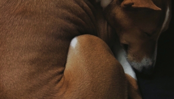 📱黒いベッドの上で寝る犬 バセンジー Galaxy A53 5G 壁紙・待ち受け