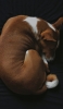 📱黒いベッドの上で寝る犬 バセンジー iPhone 14 Pro Max 壁紙・待ち受け