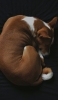 📱黒いベッドの上で寝る犬 バセンジー Google Pixel 7 Pro 壁紙・待ち受け