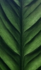 📱綺麗な緑の葉っぱのクローズアップ iPhone 14 Plus 壁紙・待ち受け