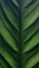 📱綺麗な緑の葉っぱのクローズアップ Google Pixel 7 Pro 壁紙・待ち受け