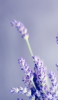 📱綺麗な紫のラベンダー 接写 Galaxy A53 5G 壁紙・待ち受け