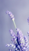 📱綺麗な紫のラベンダー 接写 iPhone 14 Pro 壁紙・待ち受け