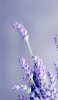 📱綺麗な紫のラベンダー 接写 iPhone 14 Pro Max 壁紙・待ち受け