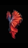 📱綺麗な赤い魚 Google Pixel 6a 壁紙・待ち受け