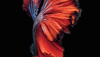 📱綺麗な赤い魚 Galaxy A53 5G 壁紙・待ち受け