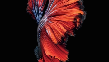 📱綺麗な赤い魚 iPhone 14 壁紙・待ち受け