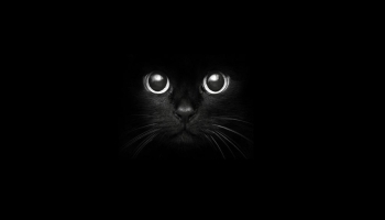 📱暗闇の中の黒猫 iPhone 14 Plus 壁紙・待ち受け