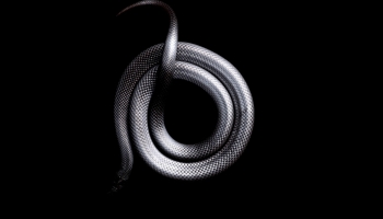 📱とぐろを巻いた黒い蛇 ブラック・マンバ iPhone 14 Pro Max 壁紙・待ち受け
