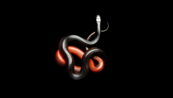 📱黒と赤の蛇 iPhone 14 壁紙・待ち受け