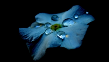 📱綺麗な水滴のついた水色の花 iPhone 14 Pro 壁紙・待ち受け