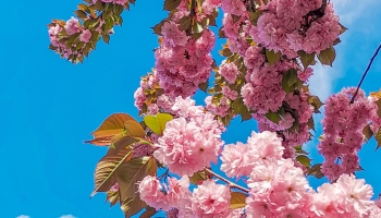📱綺麗な青空とピンクの桜 Redmi Note 11 壁紙・待ち受け