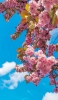 📱綺麗な青空とピンクの桜 iPhone 14 Plus 壁紙・待ち受け
