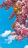 📱綺麗な青空とピンクの桜 Google Pixel 7 Pro 壁紙・待ち受け