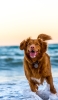 📱波打ち際を走る茶色の犬 イギリス パガム iPhone 14 Pro Max 壁紙・待ち受け