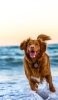 📱波打ち際を走る茶色の犬 イギリス パガム Google Pixel 7 Pro 壁紙・待ち受け