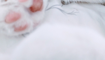 📱寝ている白い猫の肉球 iPhone 14 Pro Max 壁紙・待ち受け