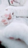 📱寝ている白い猫の肉球 Google Pixel 7 Pro 壁紙・待ち受け