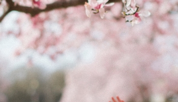 📱桜を見上げる外国人の女の子 iPhone 14 壁紙・待ち受け