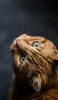 📱上を見つけるかっこいい茶色の猫 Google Pixel 6a 壁紙・待ち受け