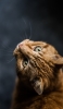 📱上を見つけるかっこいい茶色の猫 Google Pixel 7 Pro 壁紙・待ち受け