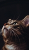 📱上を見つめる凛とした表情の猫 Google Pixel 6a 壁紙・待ち受け
