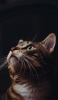 📱上を見つめる凛とした表情の猫 Google Pixel 7 Pro 壁紙・待ち受け