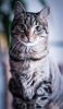 📱真っすぐ正面を見つめる凛々しい猫 Redmi Note 11 Pro 5G 壁紙・待ち受け