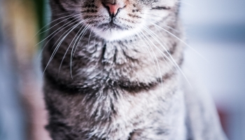 📱真っすぐ正面を見つめる凛々しい猫 iPhone 14 Pro Max 壁紙・待ち受け